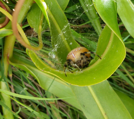Die gesuchte Spinne - (Tiere, Deutschland, Biologie)