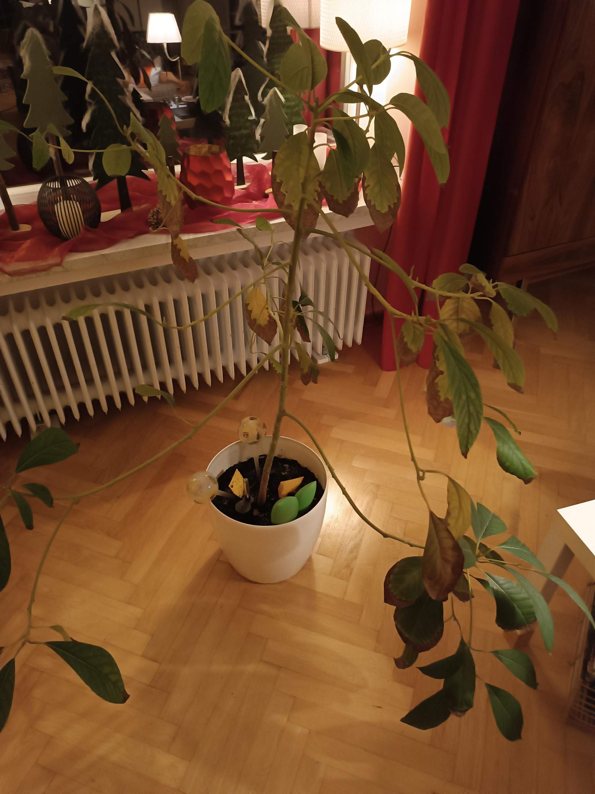 In der Erde meiner Avocado wachsen Pilze und die Blätter sind teilw sie braun. Muss ich die