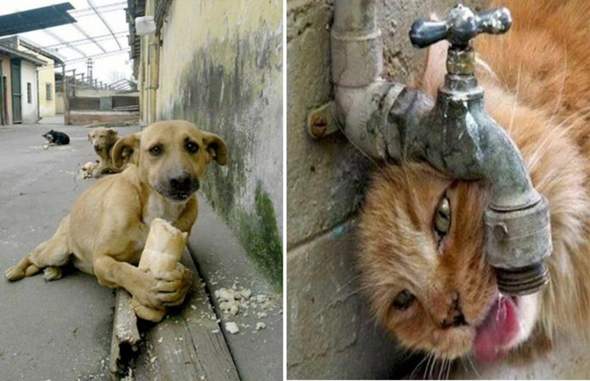 - (Politik, Tiere, Deutschland)