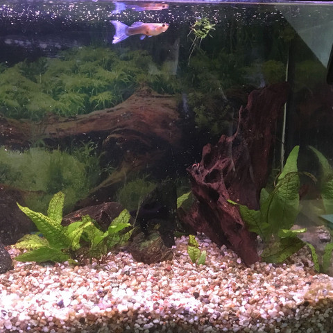 In Meinem Aquarium Sterben Alle Fische Warum Tiere Aquaristik Tierhaltung