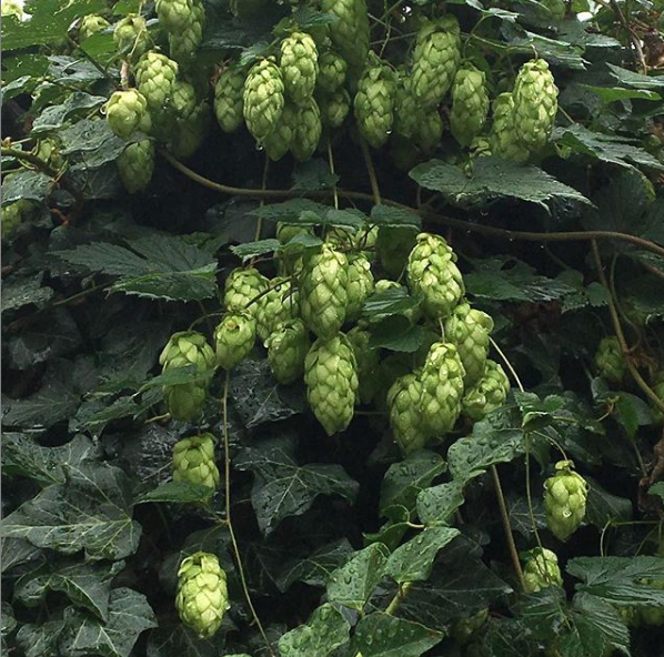 In meinem Garten wächst Hopfen, kann man daraus Bier