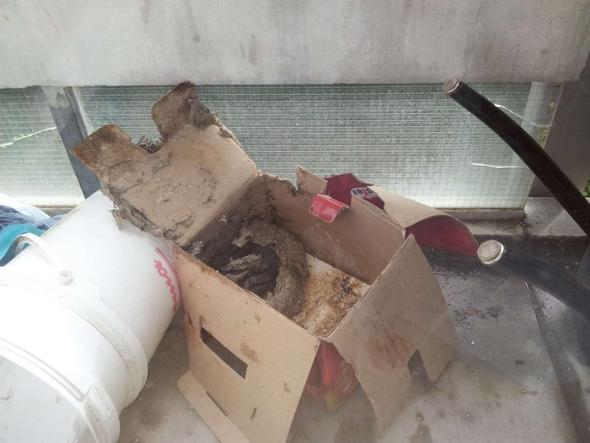 In Unserem Balkon Haben Wespen Eingenistet Hilfe Tiere Natur Bienen