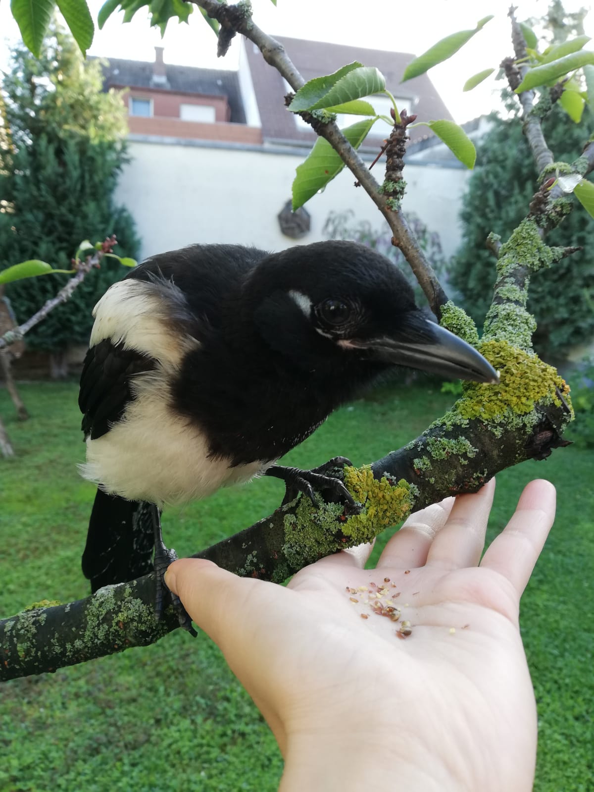 In Unserem Garten Kommt Ab Und Zu Eine Zahme Elster Die Lasst Sich Streicheln Was Fressen Die Denn So Ernahrung Tiere