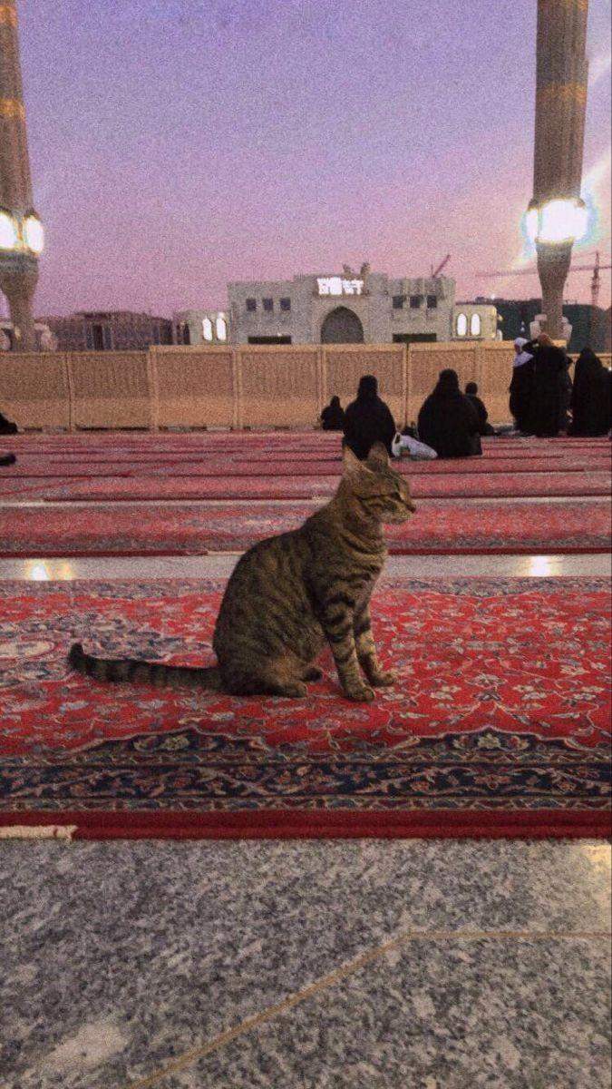 Was Bedeutet Katze Im Traum Islam In welche authentische Hadith Katzen erwähnt?? (Katze, Islam, Muslime)