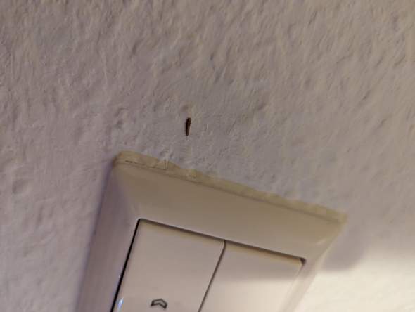 Insekt an der Wand und auf Boden?