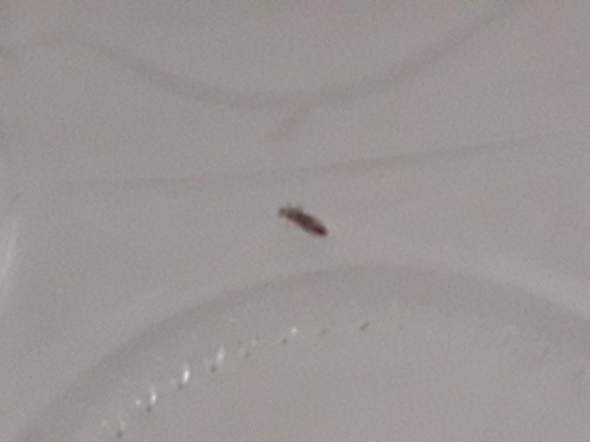 Insekt auf den haaren aber keine läuse? (Haare, Insekten)