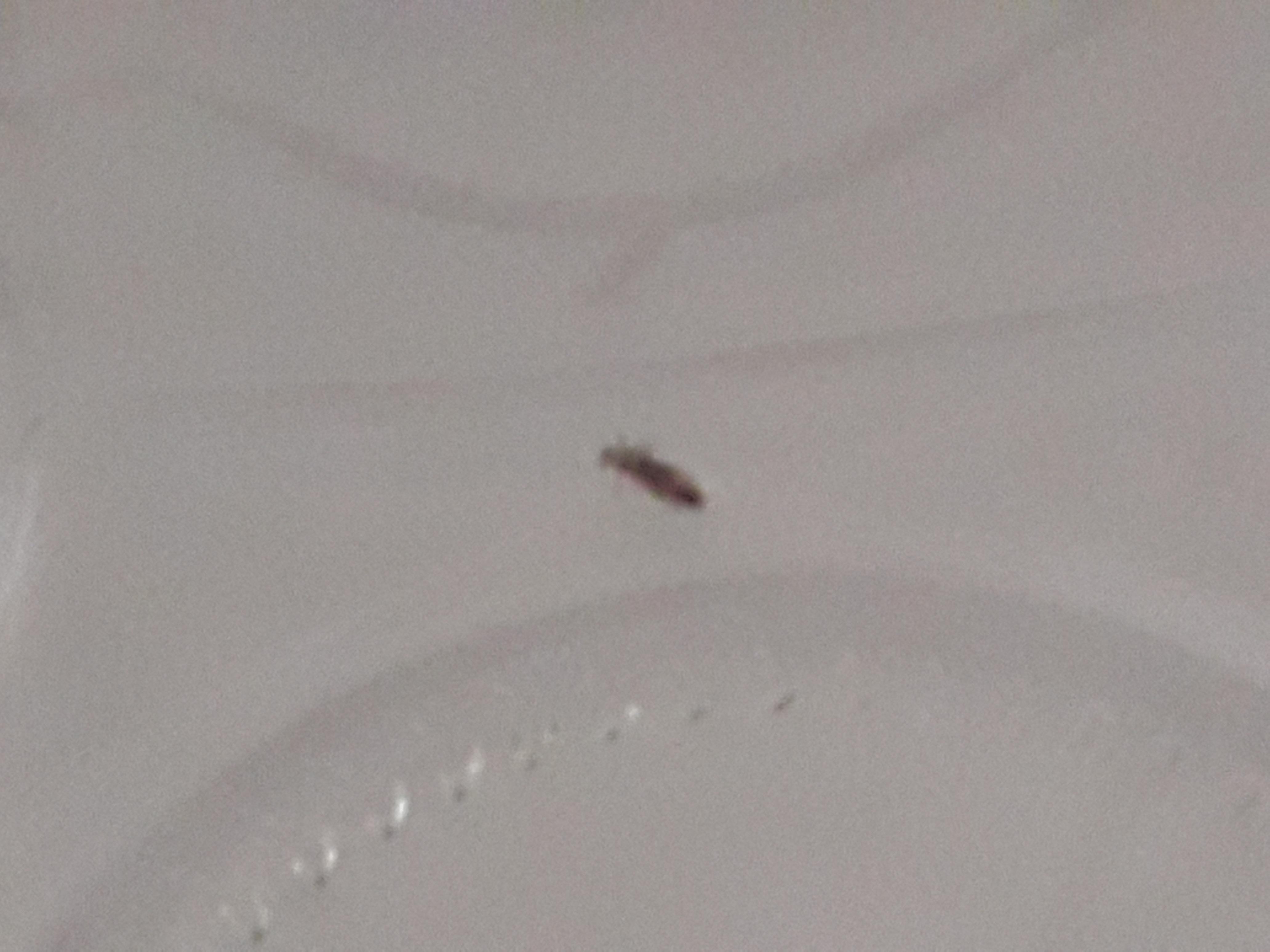 Insekt auf den haaren aber keine läuse? (Haare, Insekten)