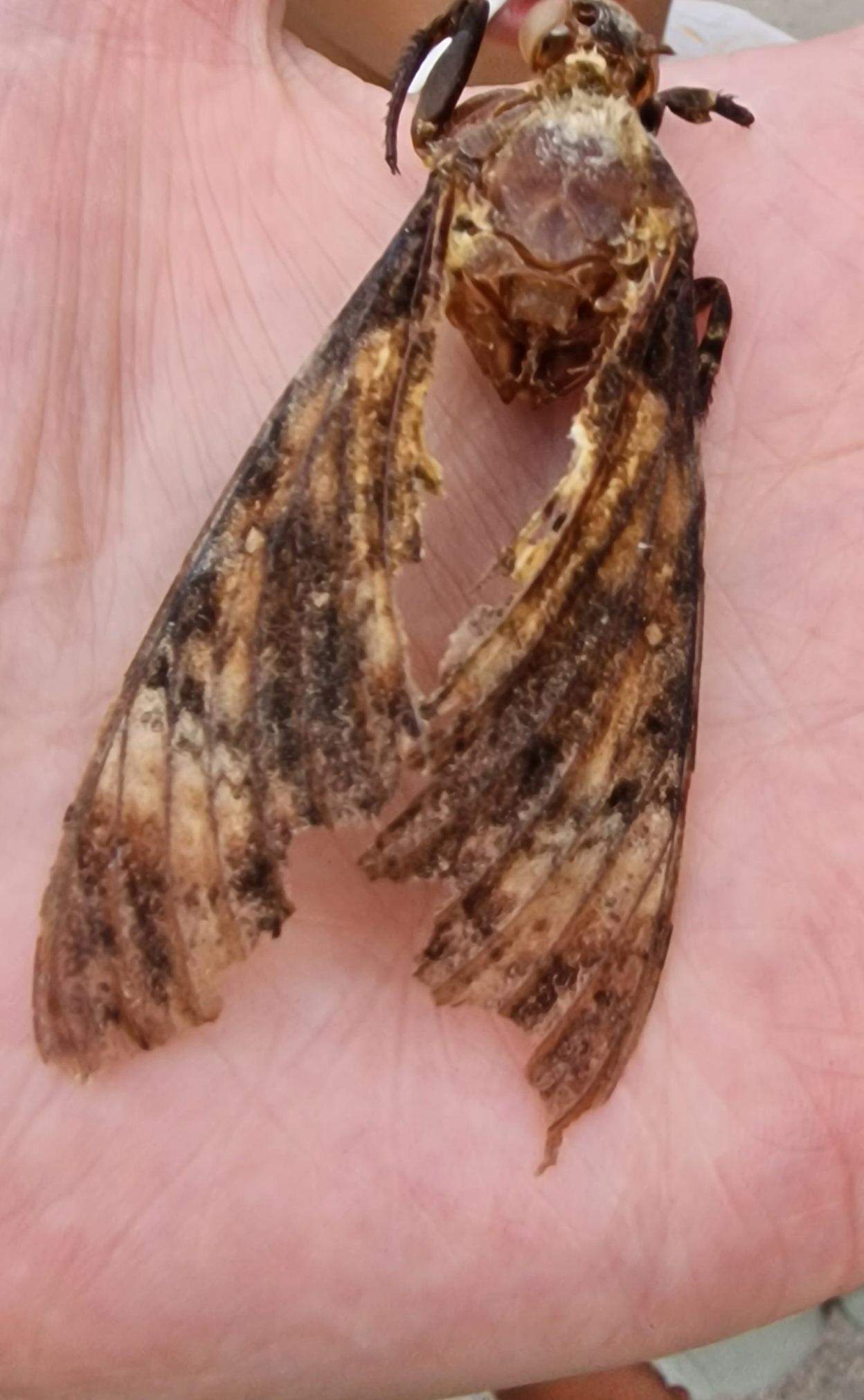 Insekt Auf Mallorca Gefunden Weiss Jemand Was Das Ist Natur Insekten insekt-auf-mallorca-gefunden-weiss-jemand-was-das-ist-natur-insekten
