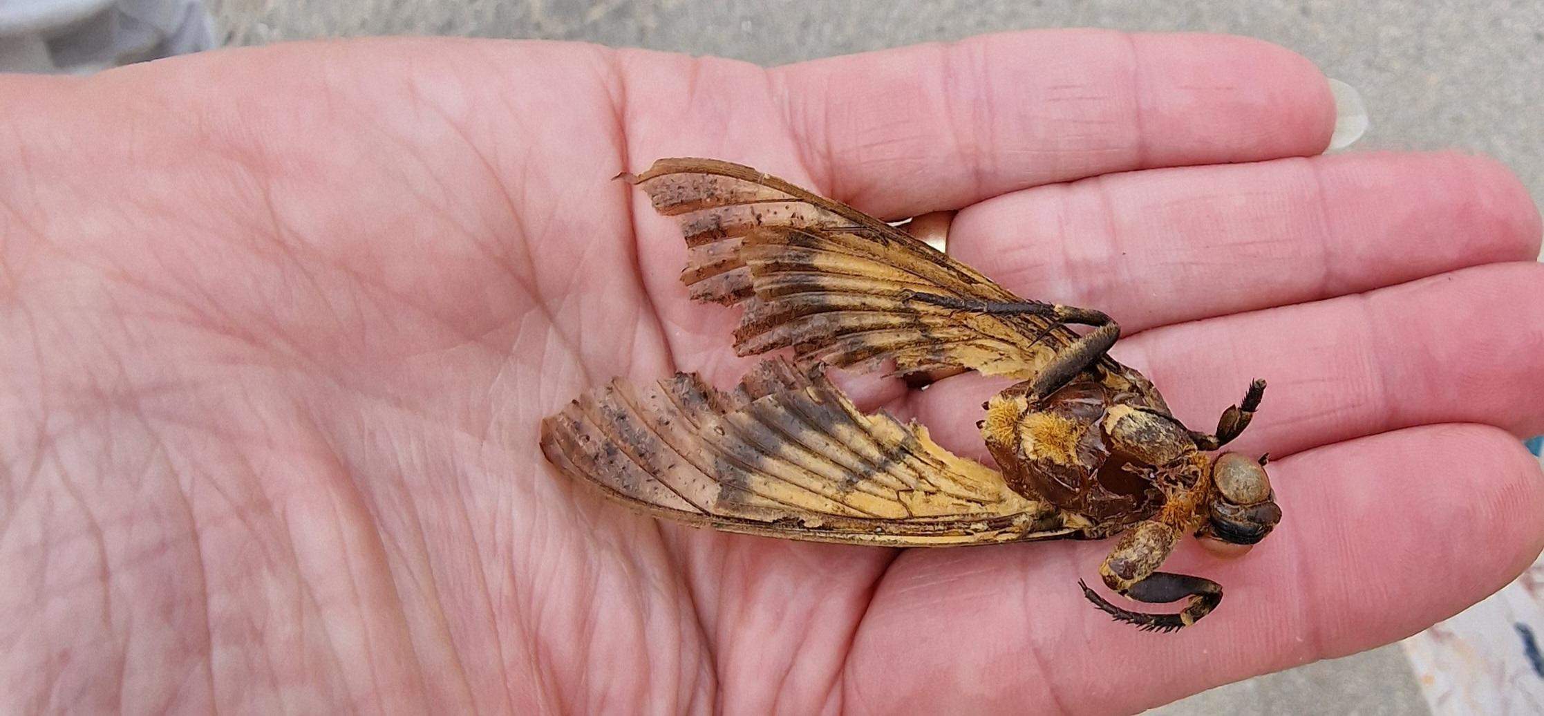 Insekt auf Mallorca gefunden weiss jemand was das ist? (Natur, Insekten)