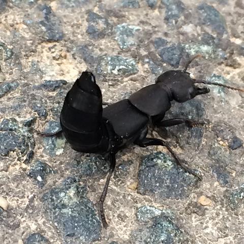 Insekt hinten - (Käfer, Bergisches Land)