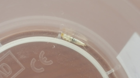 Insekt1 - (Insekten, Insektenbestimmung)