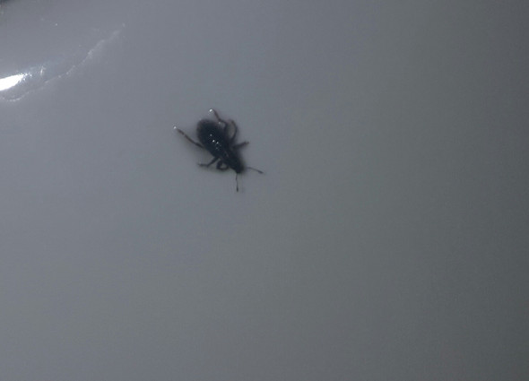 Insekt Im Bett Entdeckt Insekten Ungeziefer