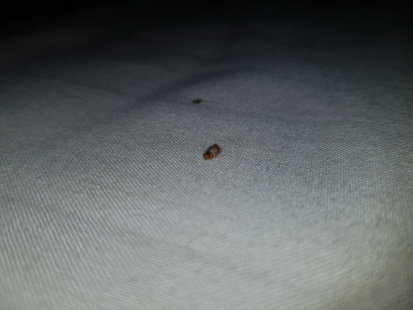 Insekt Im Bett Gefunden Insekten