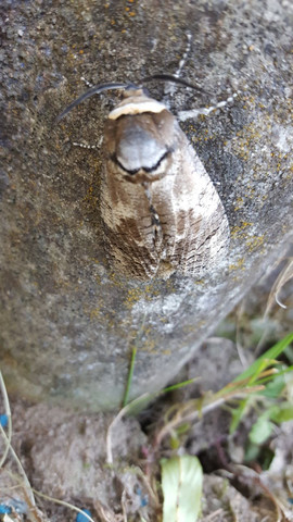 Bild2 - (Garten, Insekten)