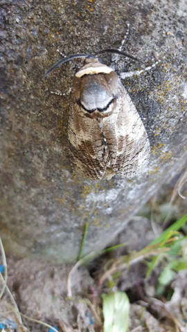 Bild3 - (Garten, Insekten)