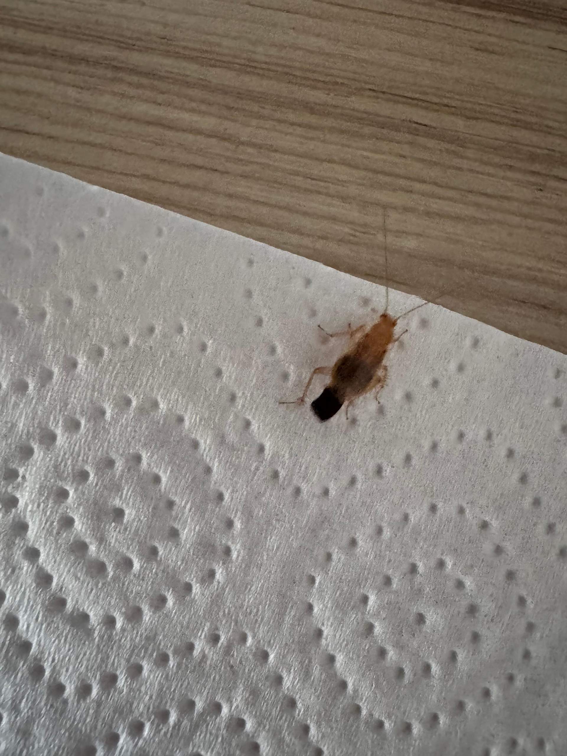 schädlinge in der küche bilder
