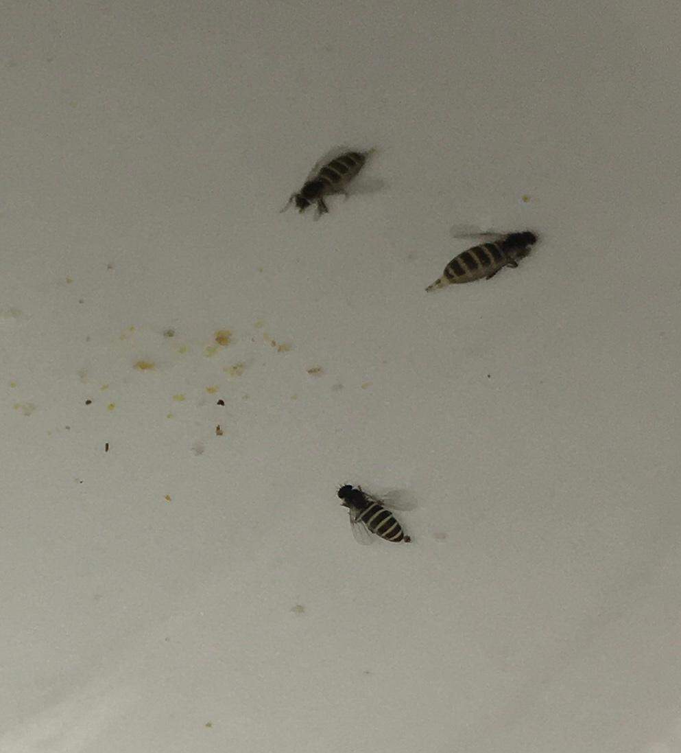 Insekt in der Spülmaschine? (Insekten, Käfer)