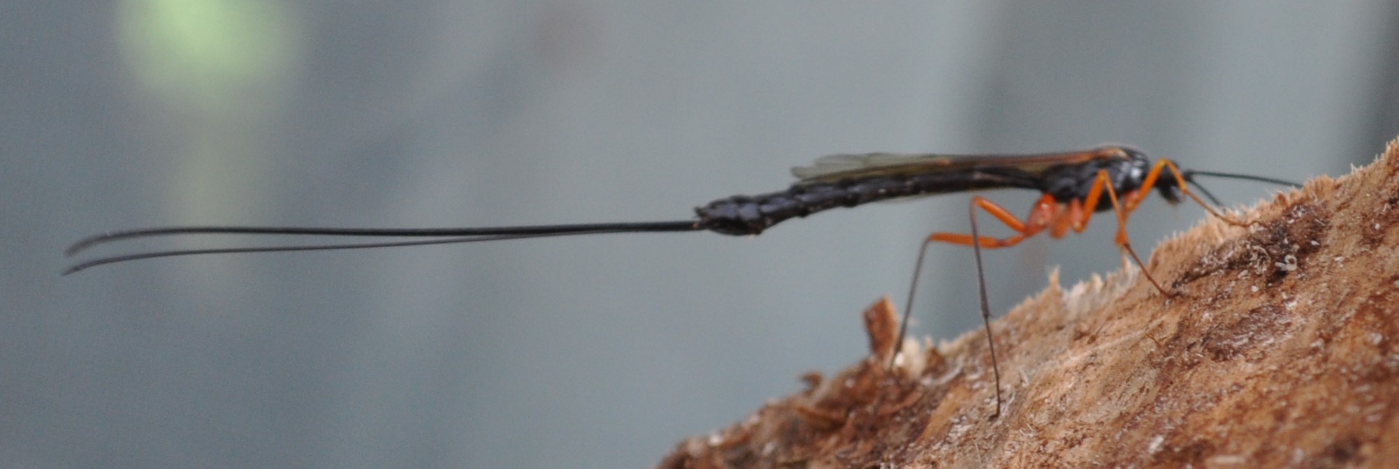 Insekt mit großen Legestachel (Insekten)