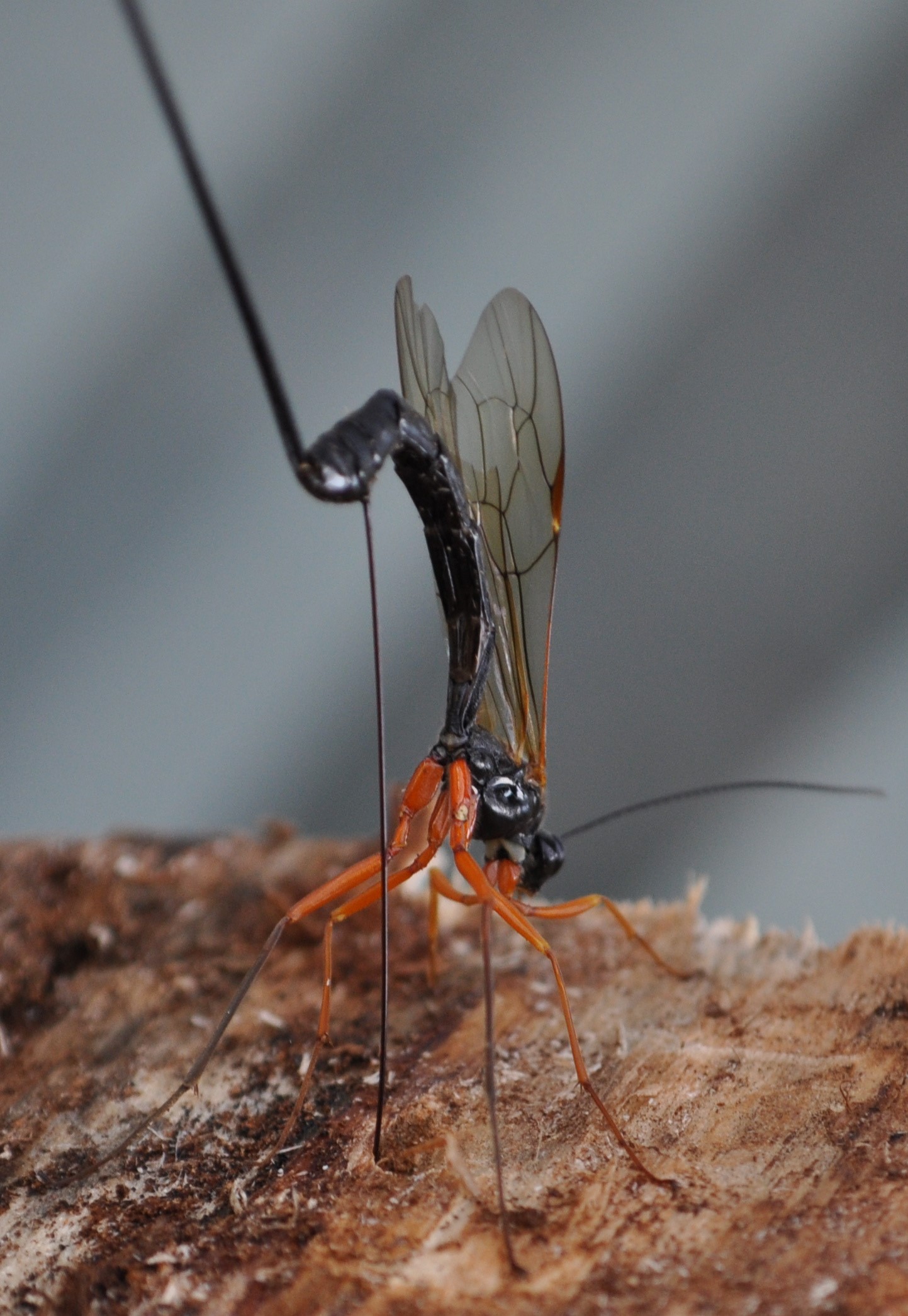 Insekt mit großen Legestachel (Insekten)