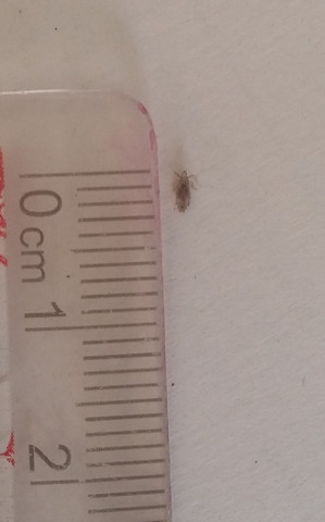 Insekt (Parasit?) - (Insekten, Parasiten)