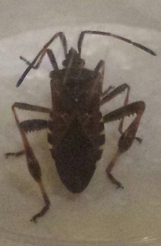 Foto2 - (Insekten, Ungeziefer)