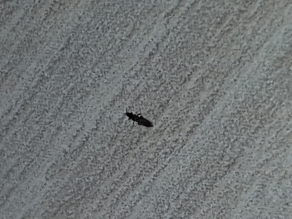 Insekten Auf Der Fensterbank Und Auf Dem Bett Kafer Im Haus