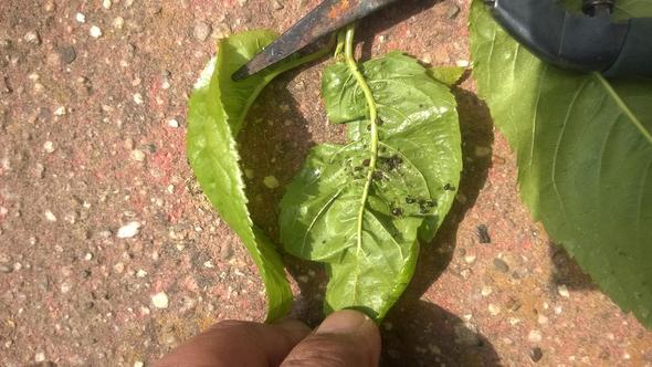 Insekten Auf Kirschbaum Und Johannisbeeren Pflanzen Garten Schadlinge