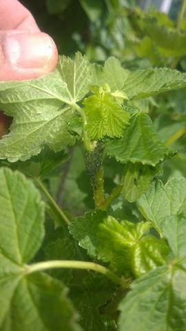 Insekten Auf Kirschbaum Und Johannisbeeren Pflanzen Garten Schadlinge