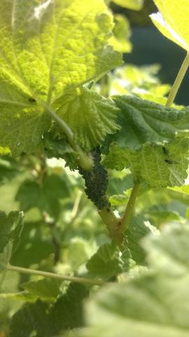 Insekten Auf Kirschbaum Und Johannisbeeren Pflanzen Garten Schadlinge
