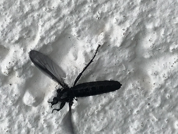 Insekten Fliegen In Massen Im Garten Rum Tiere Haustiere Natur