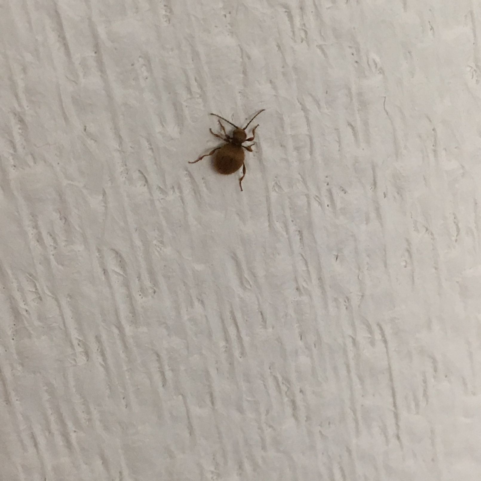 Insekten Im Haus Was Ist Das Spinnen Tierchen