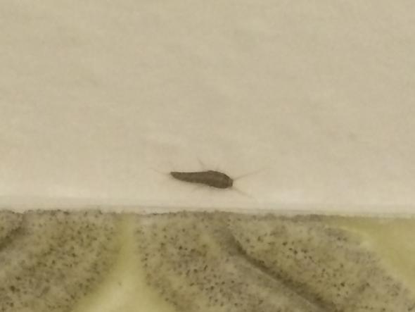 Insekten In Der Wohnung Bzw Im Badezimmer Mietrecht