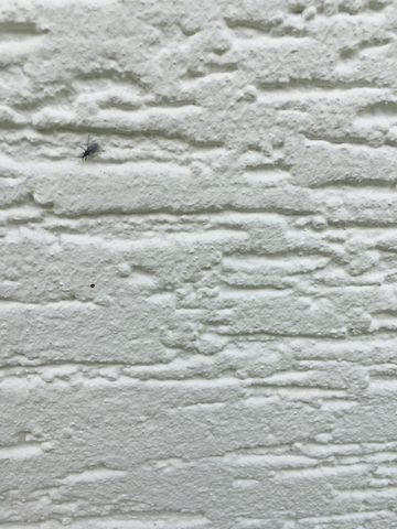 Insekten an Fassade - (Tiere, Haus, Insekten)