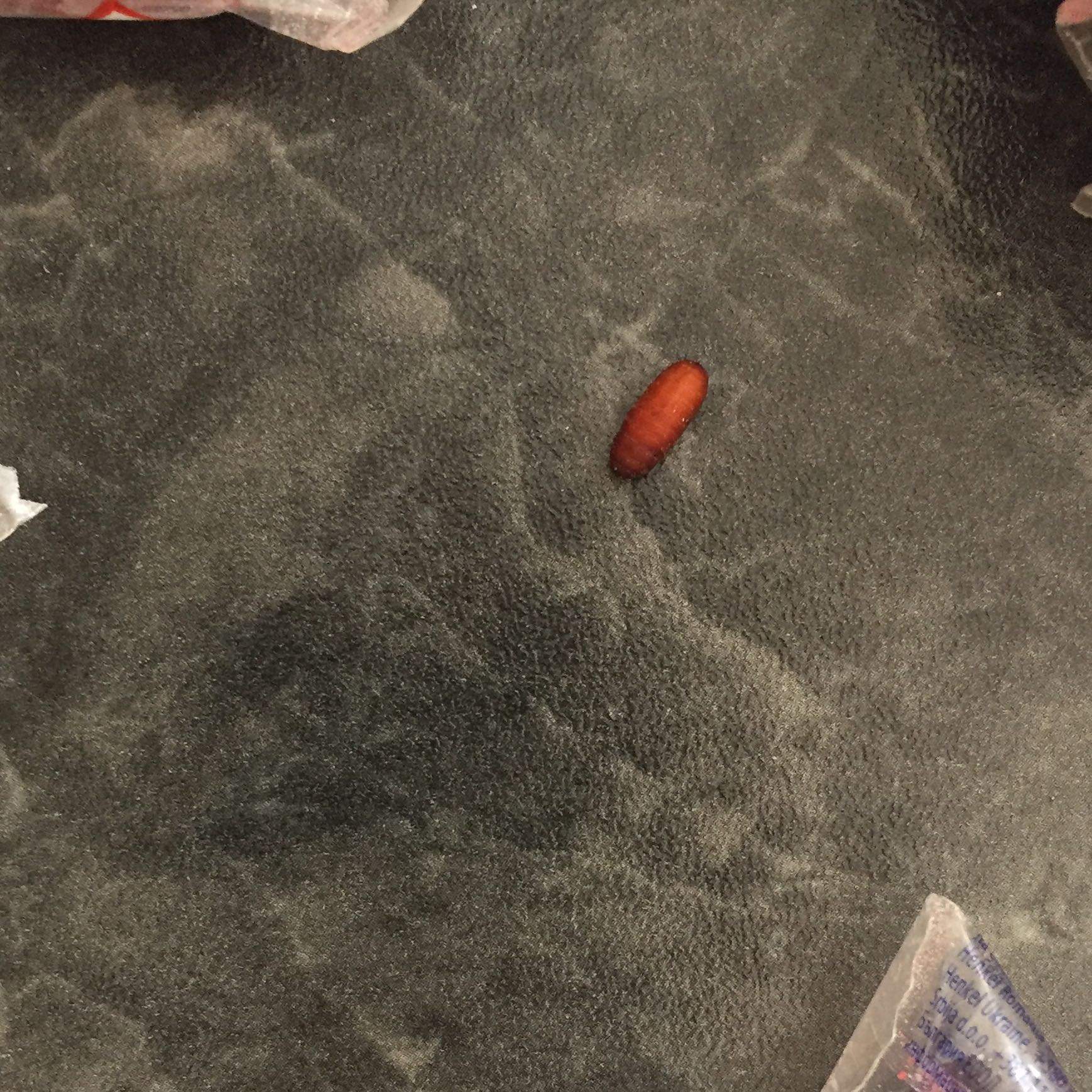 Insekten, Maden, Ungeziefer unter der Spüle? (Küche, Kammerjäger, biomuell)