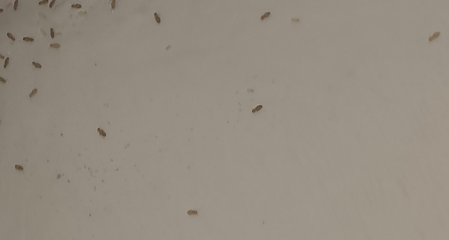 Insekten oben an der Decke in der Ecke? (Schädlinge)