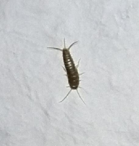 Insekt an der Wand hinter der Couch - (Tiere, Schmerzen, Juckreiz)
