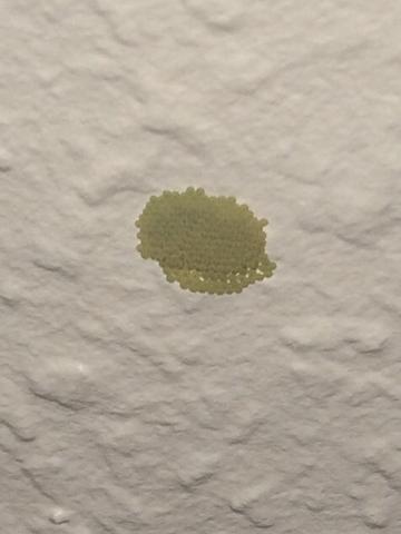 Insekteneier an der Decke (Tapete) (Insekten, Eier, Spinnen)