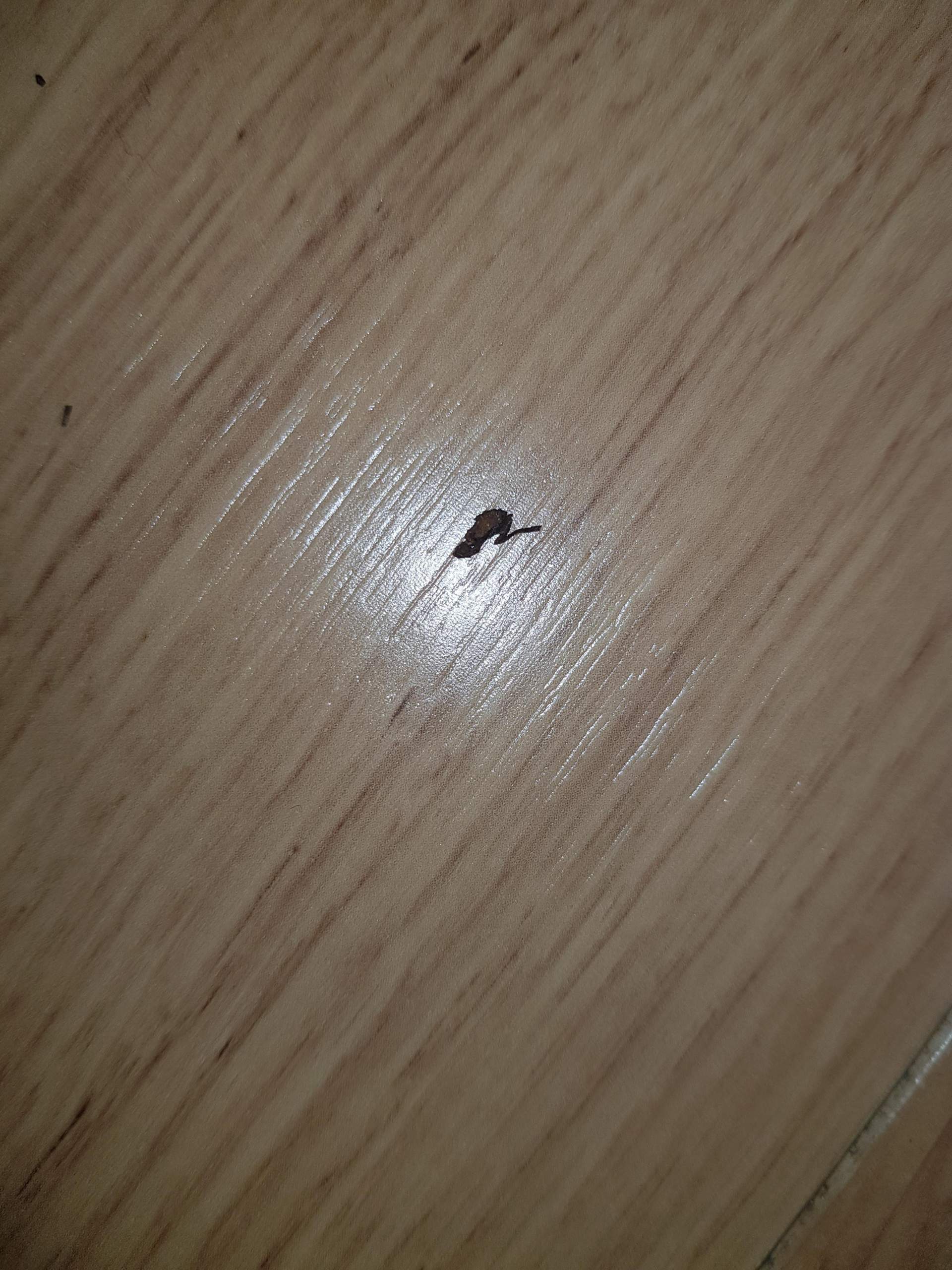 Insektenkot in der Wohnung? (Ungeziefer, Insektenspray)