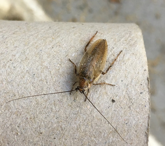Insektenkunde - was ist das?