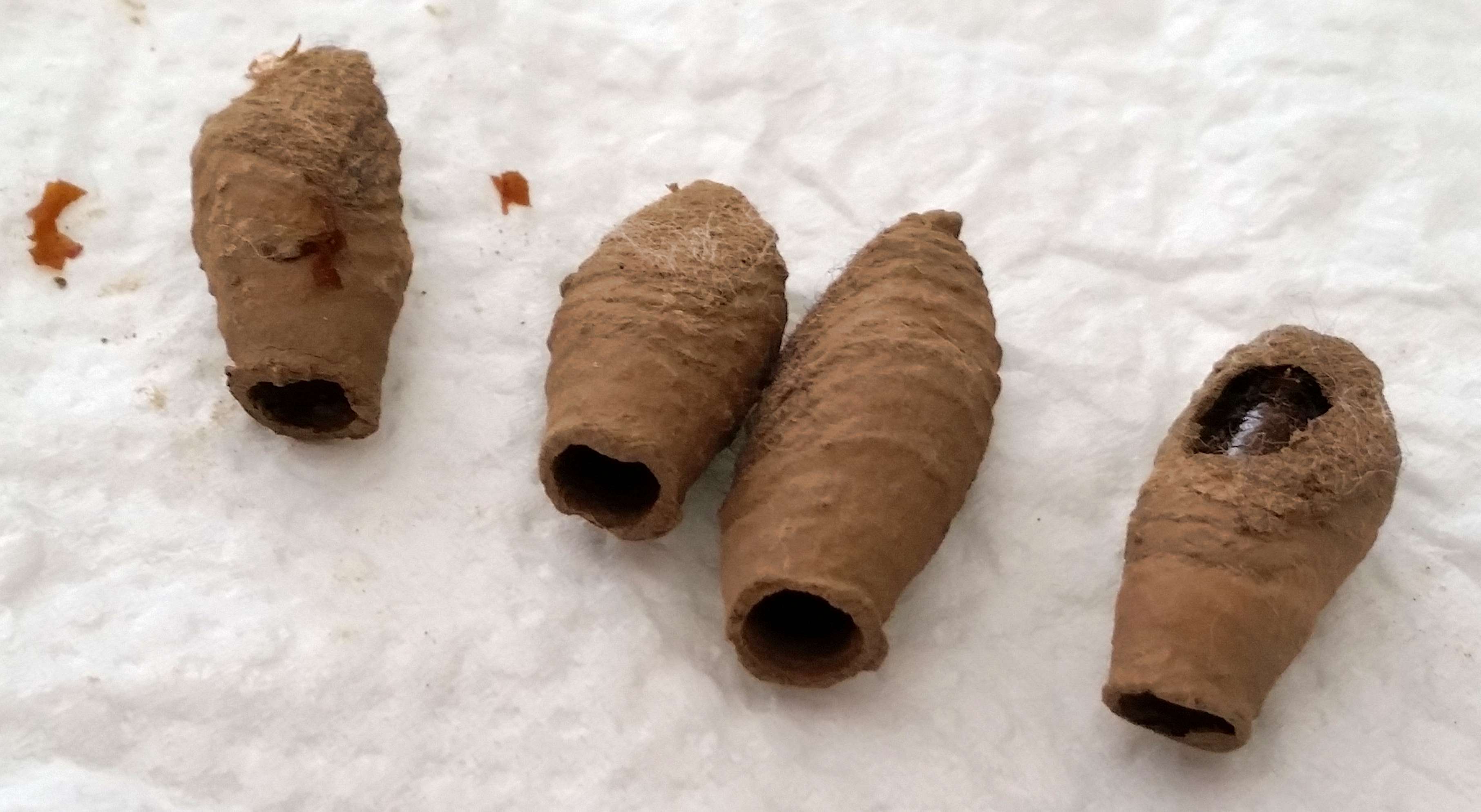 Insektennester in Wohnung, von welchem Tier? (Tiere, Insekten, Nest)