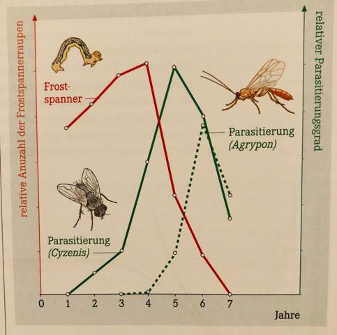 Insektenpopulation-Auswertung der Versuchsergebnisse/Hypothese?