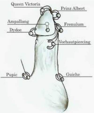 Piercing prinz stechen albert Prinz Albert