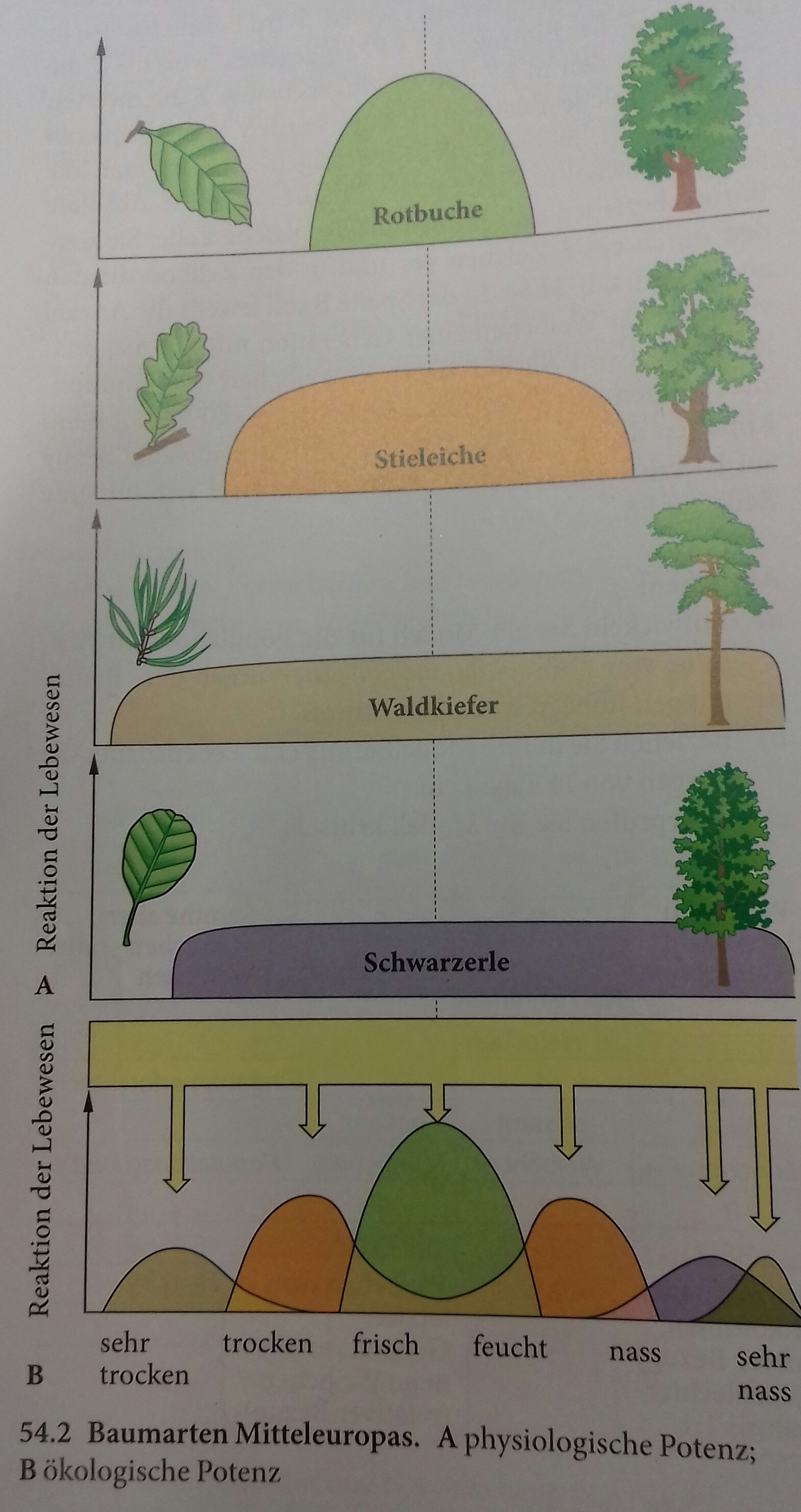 Inwiefern erkennt man an der Darstellung die physiologische und