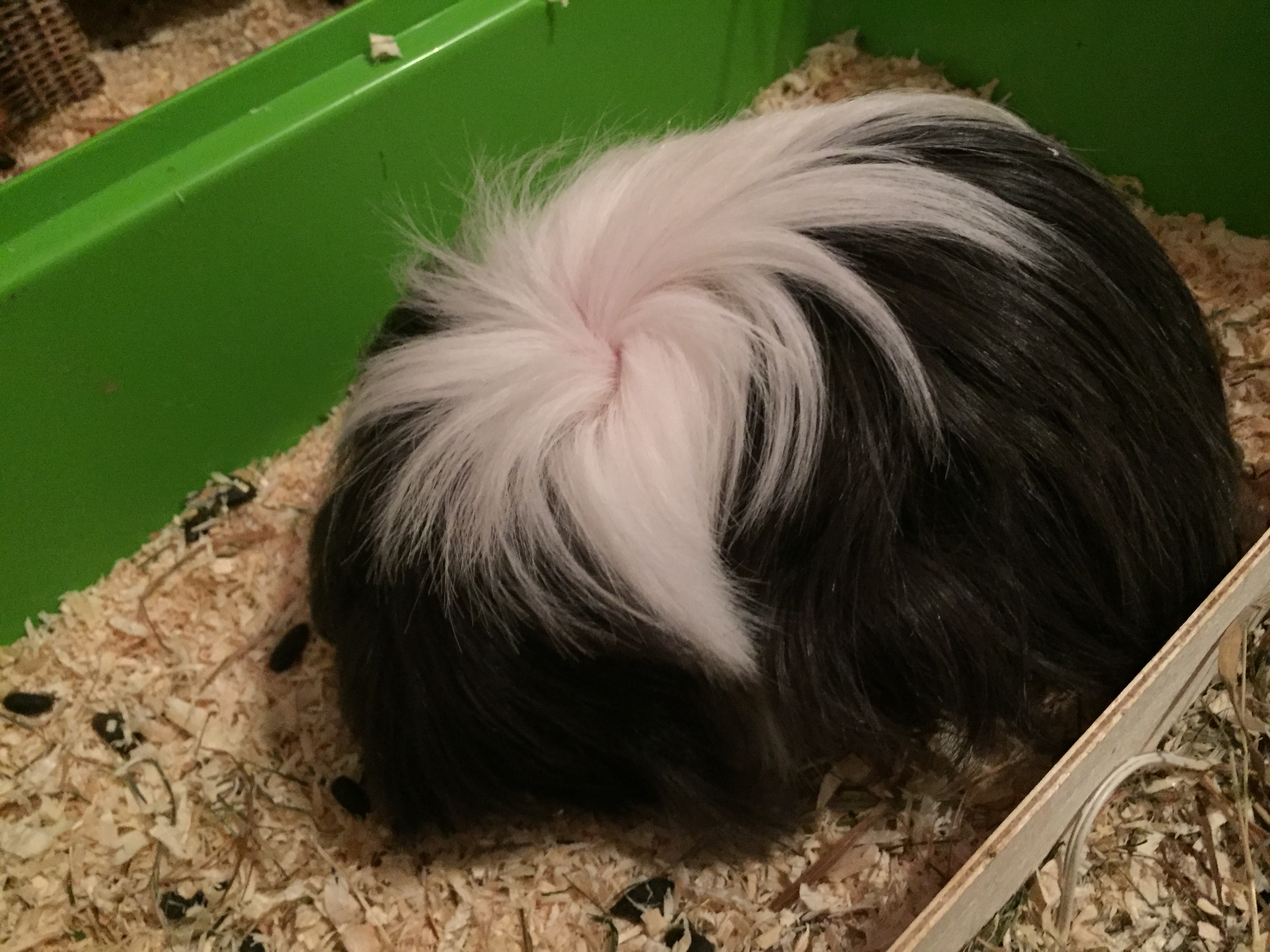 Inzucht Meerschweinchen Tiere Haustiere Tierarzt