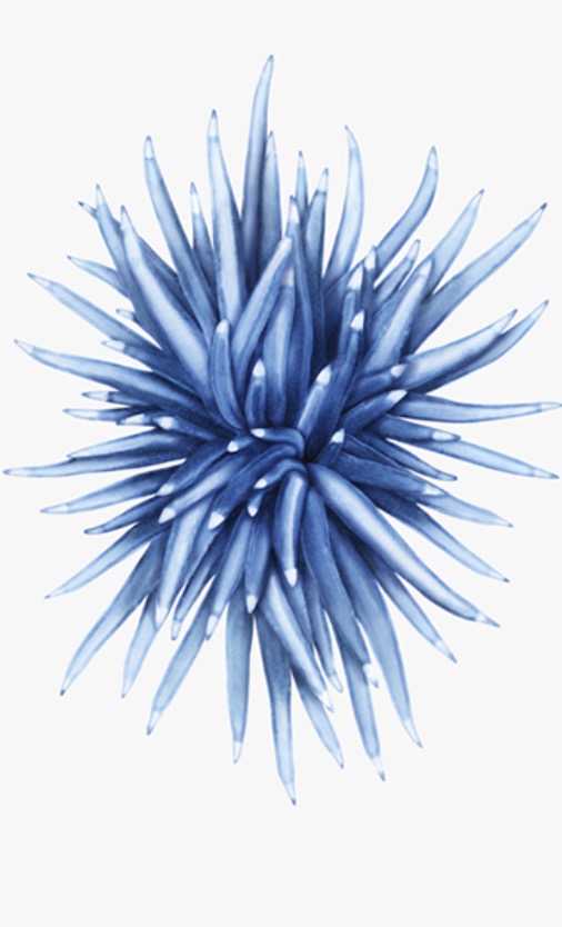 iPhone SE and iPad Pro wallpapers