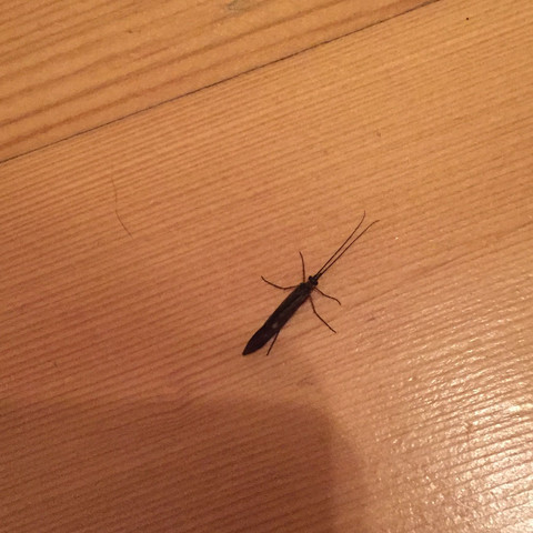 Irgend Ein Viech Im Bett Gefunden Tiere Finden Viecher