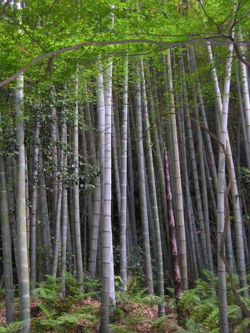 Bambuswald - (Pflanzen, Gras, Baum)