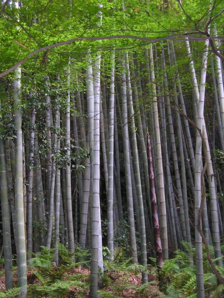 Ist Bambus eine Baum- oder Grserart? (Pflanzen, Gras)