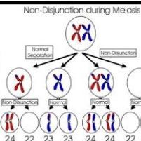 Ist bei Trisomie 21 eine Non-Disjunction bei der Meiose 1 oder bei der Meiose 2 wahrscheinlicher?