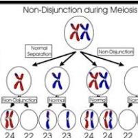 Trisomie 21 - (Biologie, Meiose, Down-Syndrom)